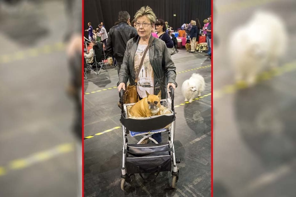 "Sie wird gerne gefahren", sagt Karin Weickert (68) aus Dresden über ihre französische Bulldogge Emma (10).