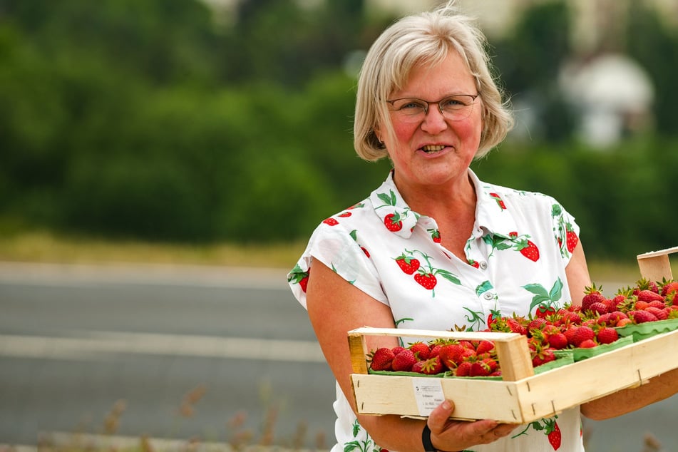 Ab 35 Grad "verkochen" sie am Stiel: Selbst den Erdbeeren ist es gerade zu heiß!