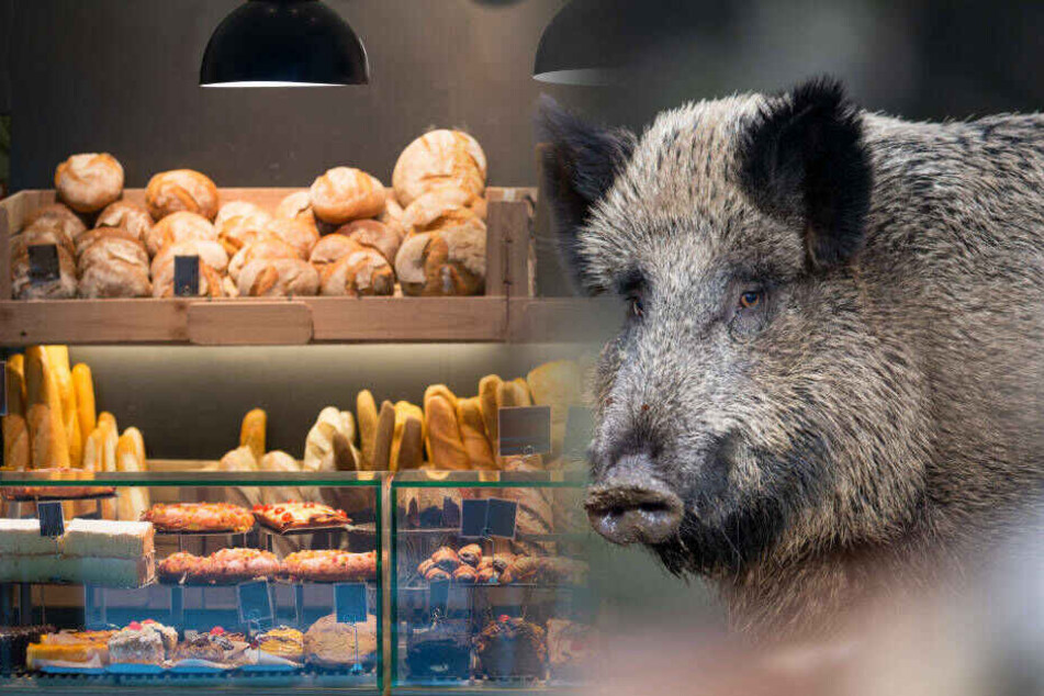 Das Wildschwein hatte zunächst im Verkaufsraum gewütet und war dann in einen angrenzenden Büroraum geflüchtet (Symbolbild).