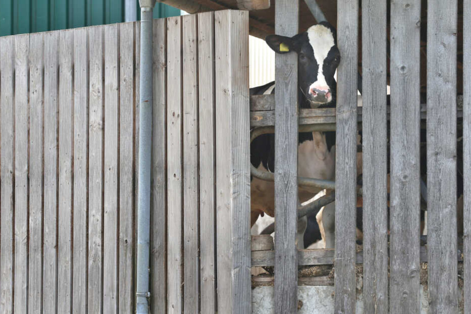 Die Staatsanwaltschaft ermittelt gegen den Betreiber des Hofes in Grönenbach wegen Tierquälerei.