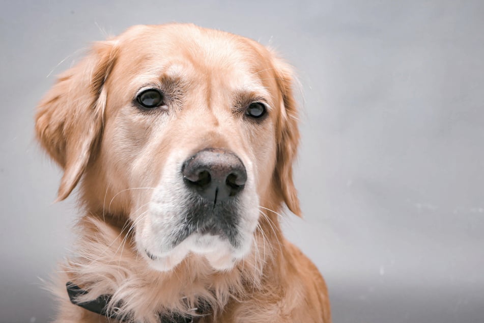 Pro čtyřnohého miláčka Renee Millerové není ohňostroj na Silvestra příjemným zážitkem pro psa. (Symbolické foto)