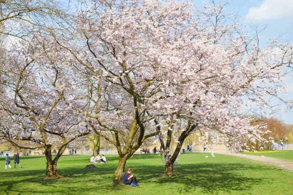 Die blühenden Zierkirschen an der Alster zeigen den Frühlingsbeginn in Hamburg.