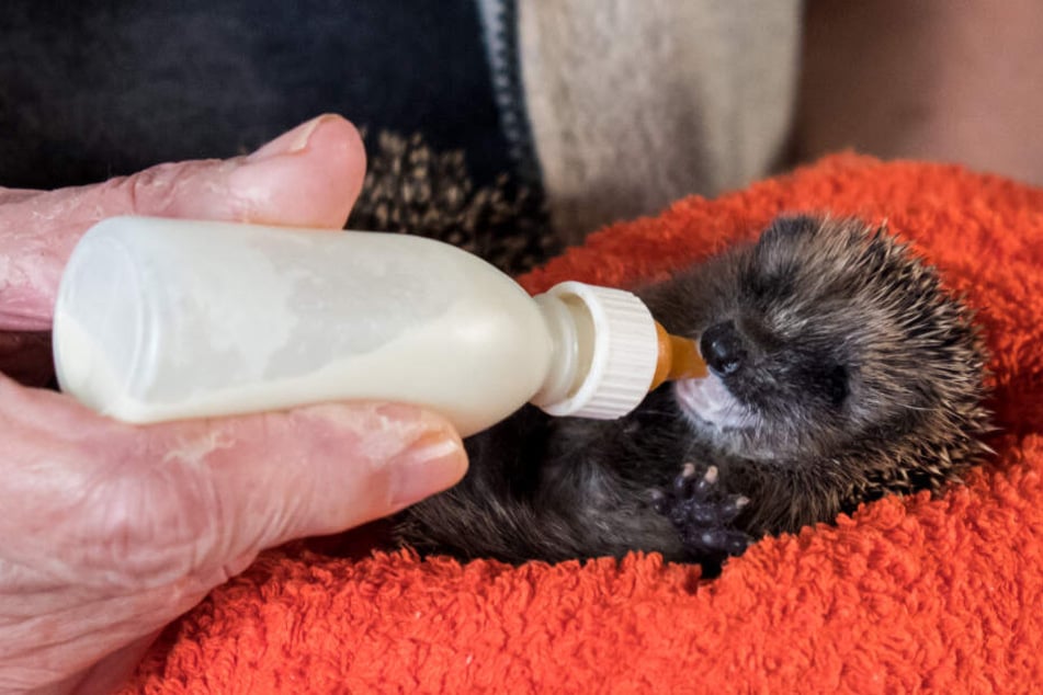 Mit der Flasche füttert die Rentnerin eines der Igel-Babys.
