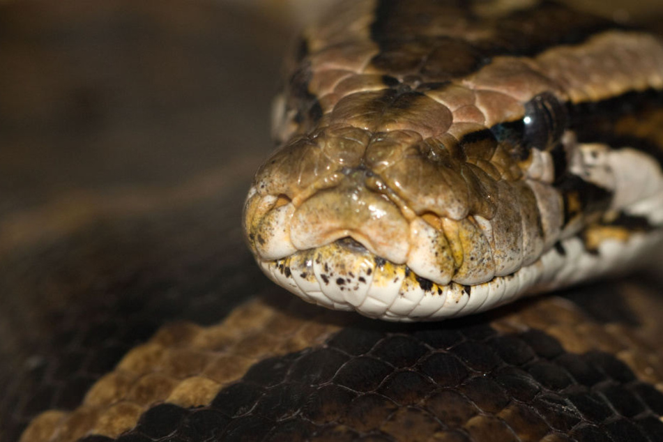 In Ahorn in Bayern wurde ein vier Meter langer Python mit einer Axt geköpft. (Symbolbild)