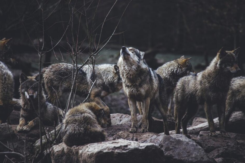 Ist der Wolf eine Gefahr in Deutschland?