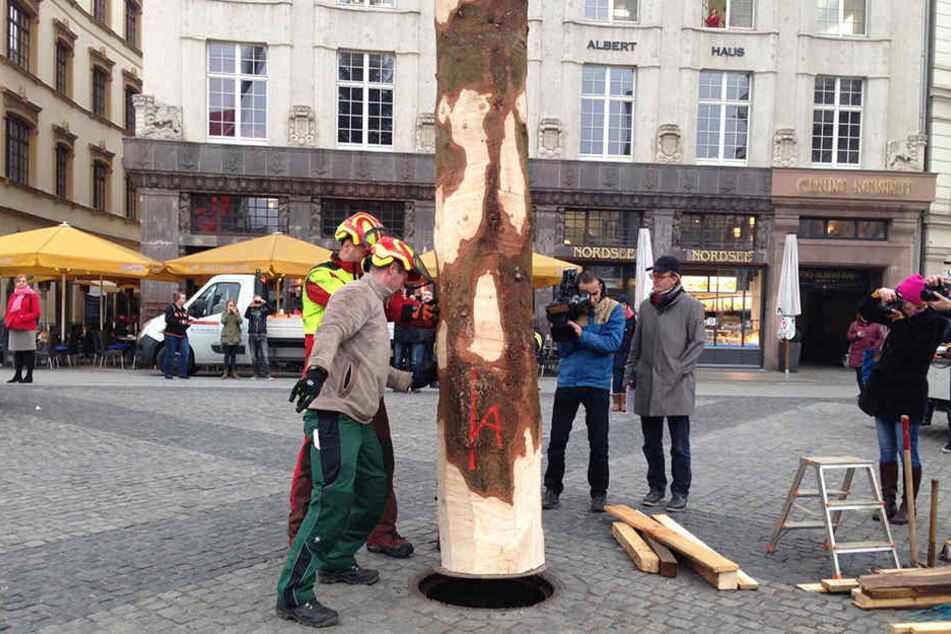 Gut 3 Meter des Stammes werden in dem Loch auf dem Marktplatz versenkt.
