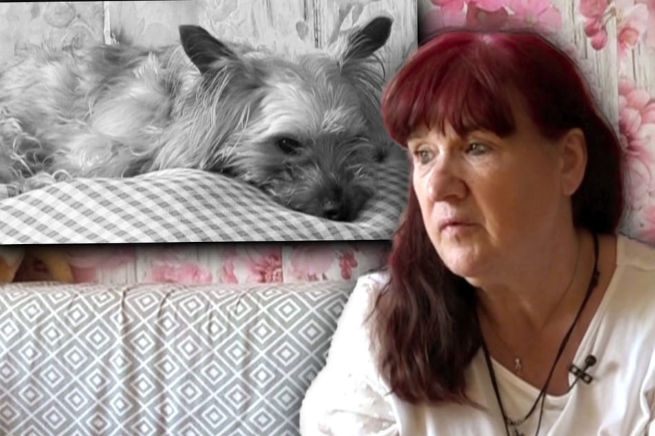 Bärbel lässt Hund einschläfern: "Er hat sich gar nicht mehr gewehrt"