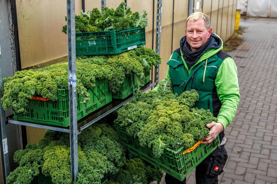 Gartenbau-Chef Jens Hauptmann (44) packt den Grünkohl in Fünf-Kilo-Boxen.