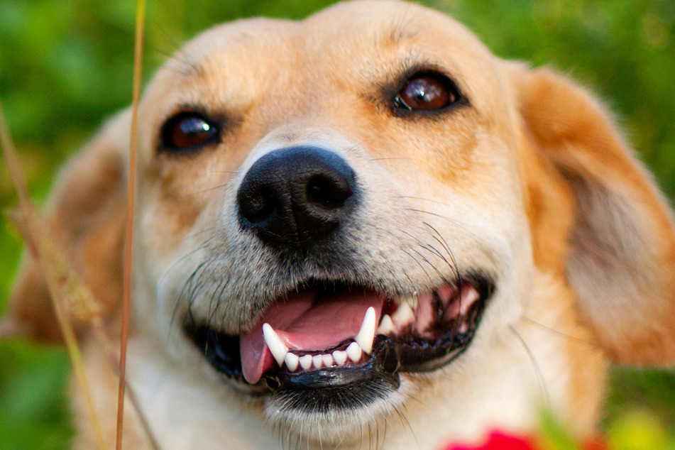 Wenn ein Hund glücklich ist, kann man das in seinen Augen sehen.