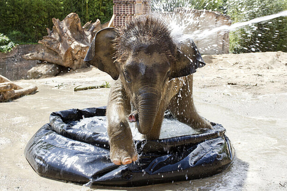 Elefantenbaby Kiran wird noch zur kleinen Wasserratte.