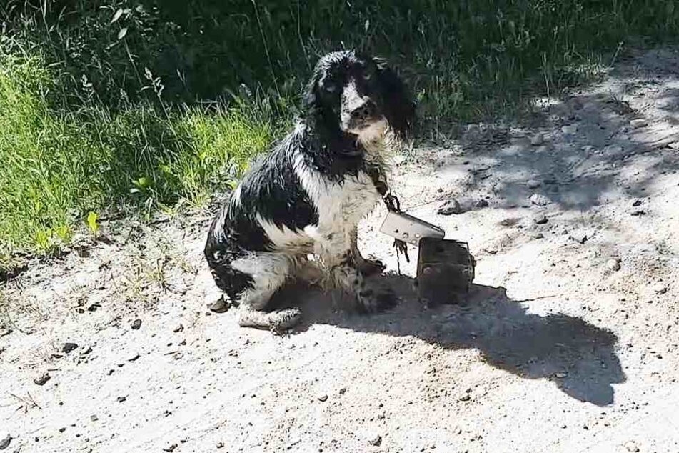 Um den Hals des Hundes hing ein Metallklotz.