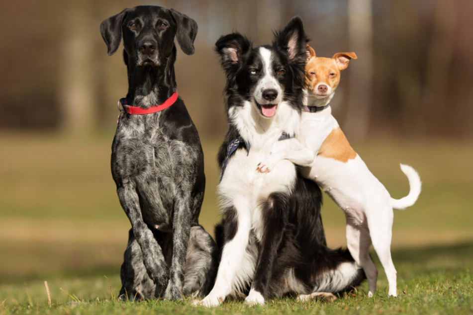 Diese drei Hunde verstehen sich prächtig.