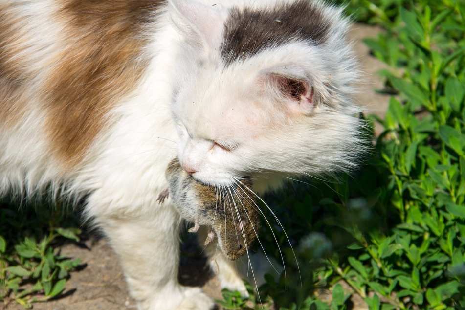 Cats often get a case of worms when they attack or interact with other animals.