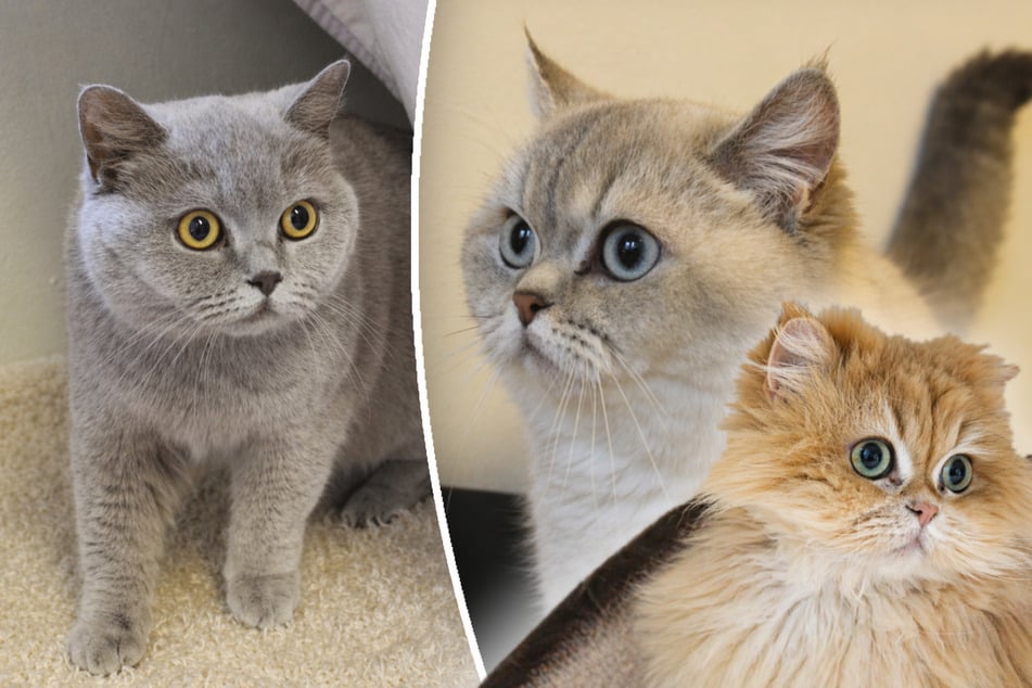 Besitzer plötzlich allergisch: Katzen-Trio auf sich allein gestellt