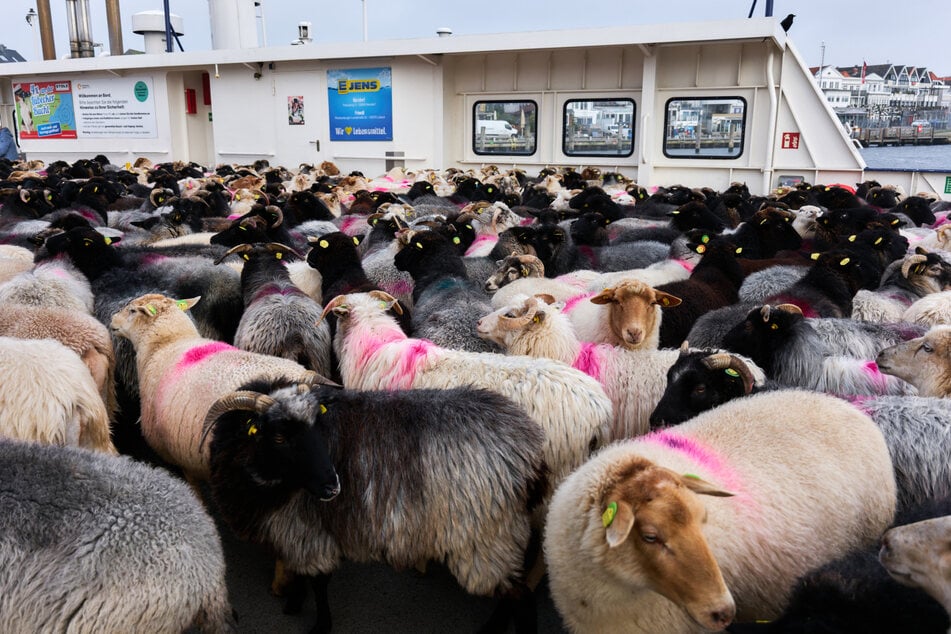 Für die Schafe ist es nicht das erste Mal, dass sie in ein Winterquartier umziehen.