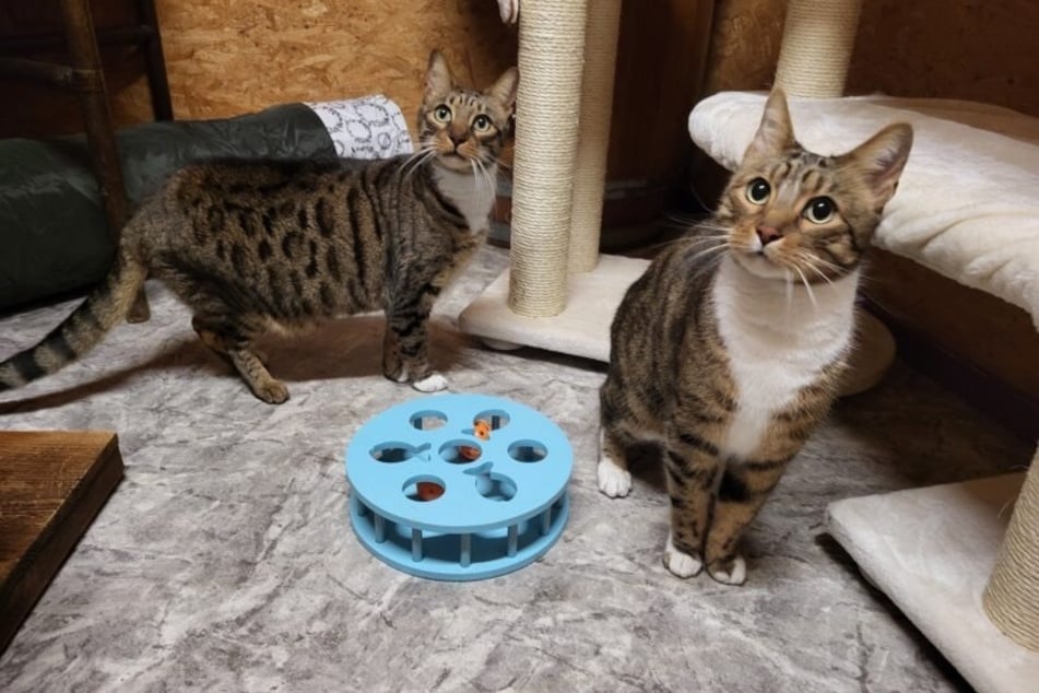 Blacky (r.) und Simba suchen ein neues Zuhause.