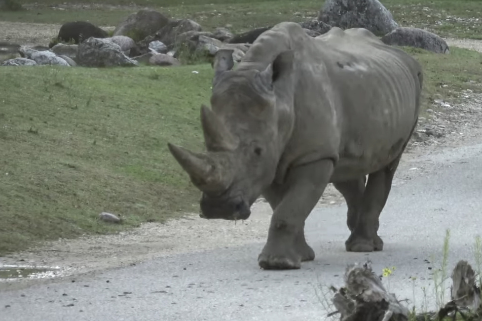 Nashorn Toby wurde 54 Jahre alt.