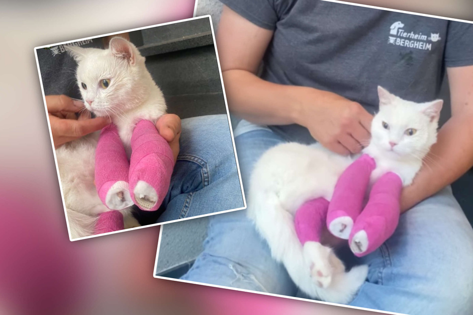 Katze schleppt sich nach Unfall schwer verletzt nach Hause: Besitzerin gibt sie im Tierheim ab