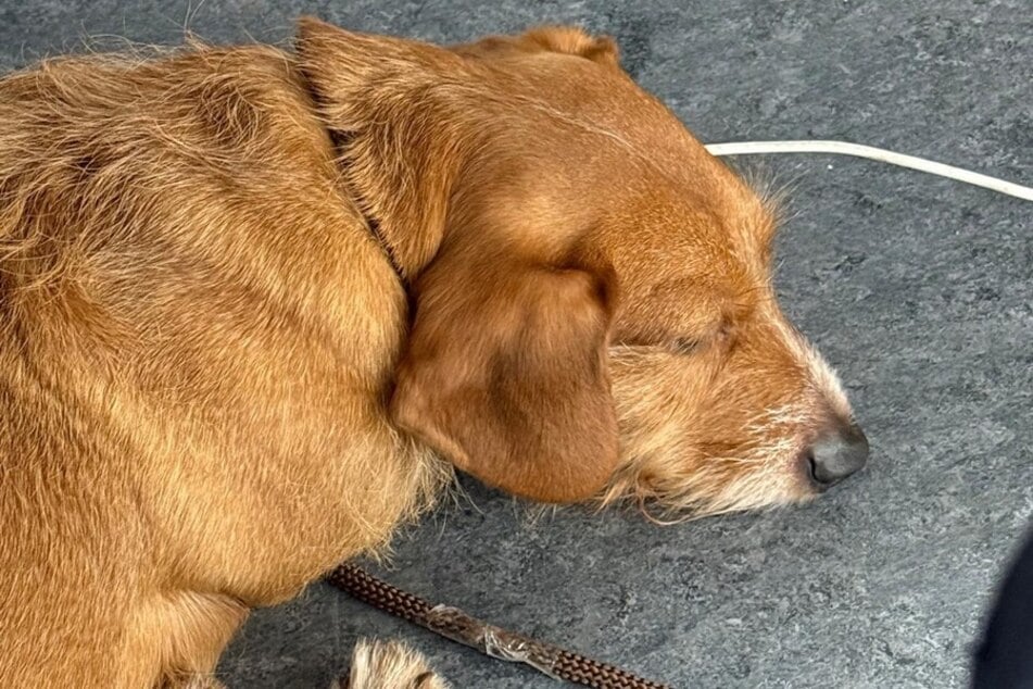 Vom Besitzer fehlt bislang jede Spur.