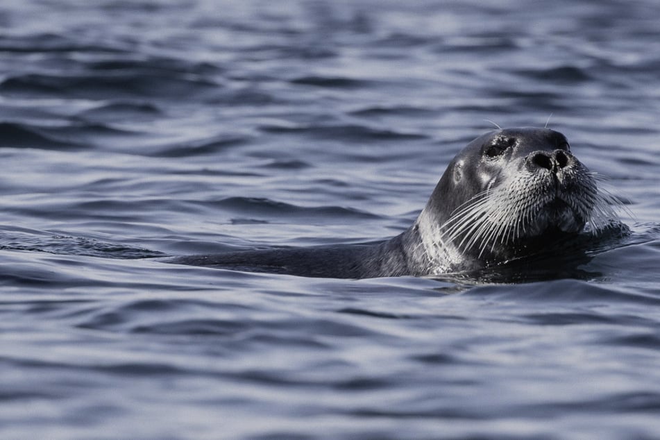 New "red list" of endangered species spells trouble for seals and birds