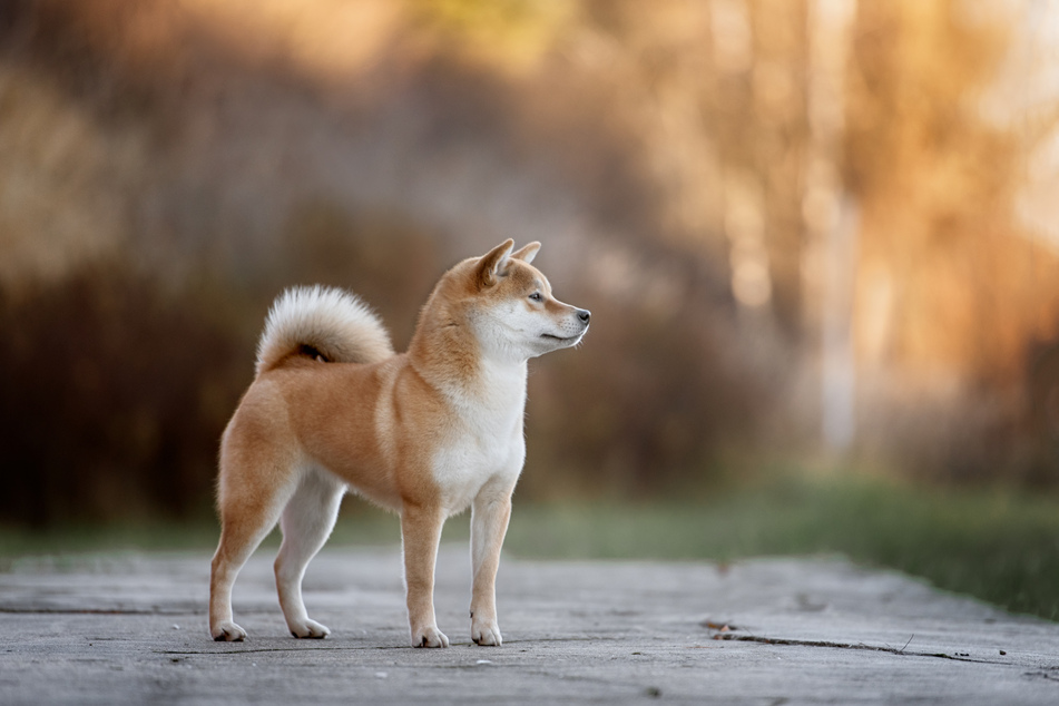 Akita-Hunde kommen ursprünglich aus Japan und sind sehr wertvoll. (Symbolbild)