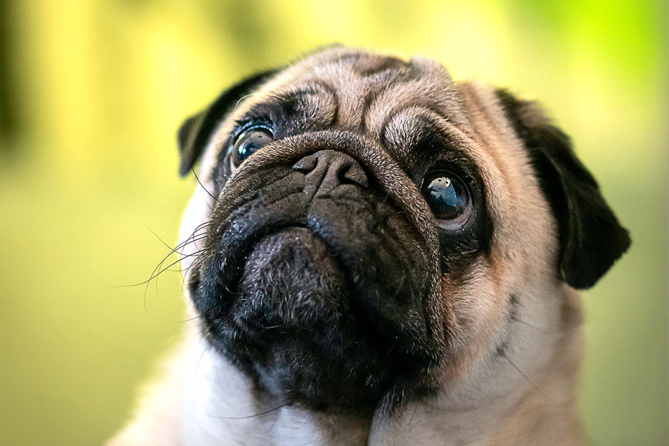 Pugs are incredibly cute, incredibly strange, and incredibly long-lived.