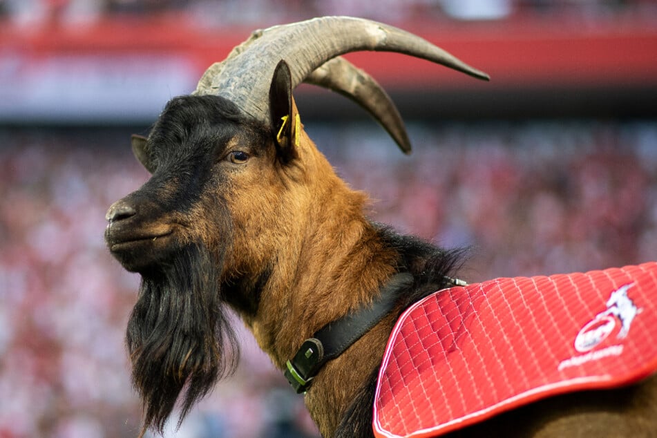 Geißbock Hennes IX. ist seit August 2019 das Maskottchen des 1. FC Köln.