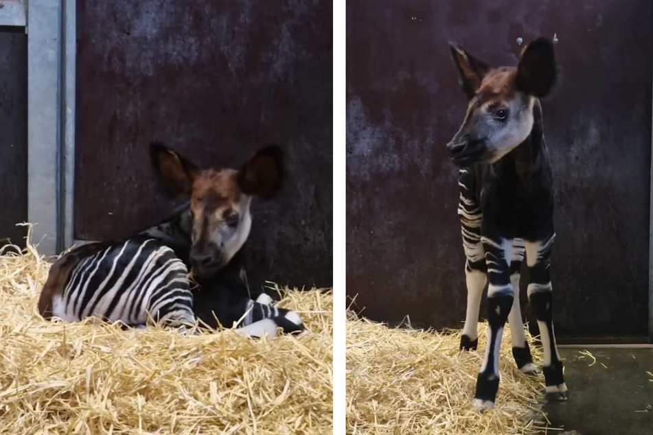 Der kleine Okapi-Bulle wurde Anfang Oktober geboren.