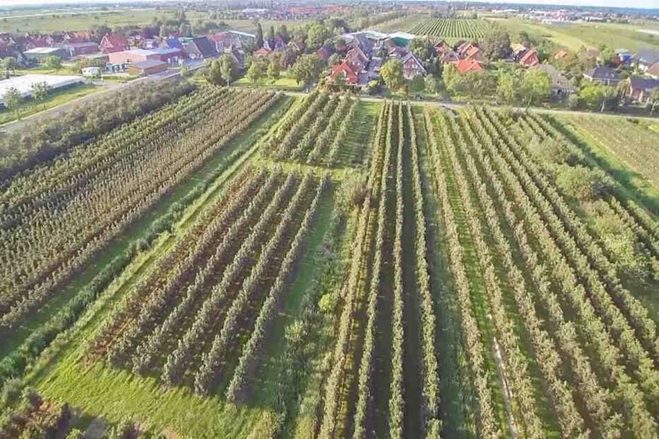 Das Alte Land ist durch Obstanbau geprägt.