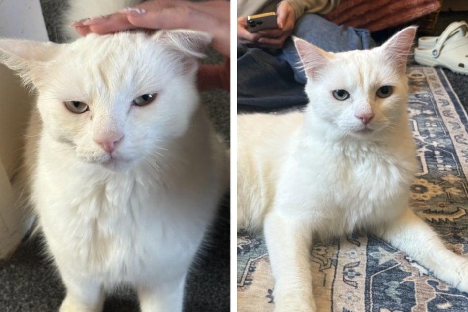 Sein Frauchen machte sich große Sorgen. Auf den beiden Fotos von dem Kater ist das Detail durchaus zu erkennen.