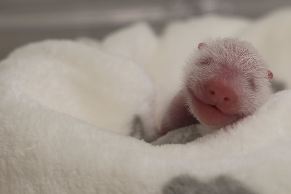 Berlin: Tierpfleger atmen auf: Panda-Babys im Berliner Zoo nehmen an Gewicht zu!