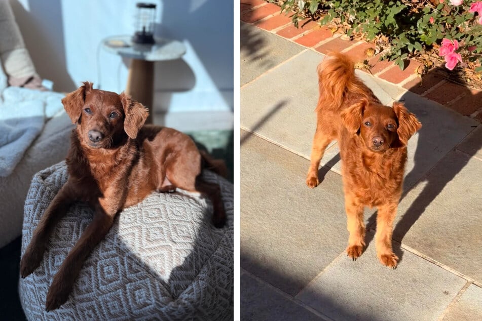 Lo que Griffin y Samantha descubrieron sobre su perro, no podían creerlo.