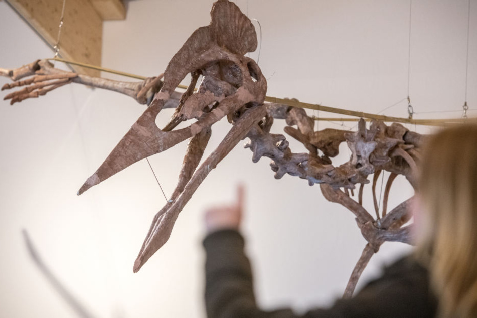 Er ist der wahrscheinlich größte je entdeckte Flugsaurier mit zwölf Meter Spannweite und einer halben Tonne Gewicht.