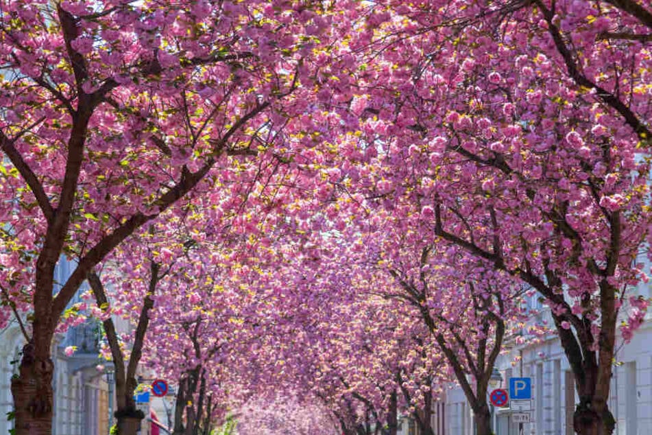 Bei Sonne wird die Kirschblüte in Bonn ein echter Hingucker.