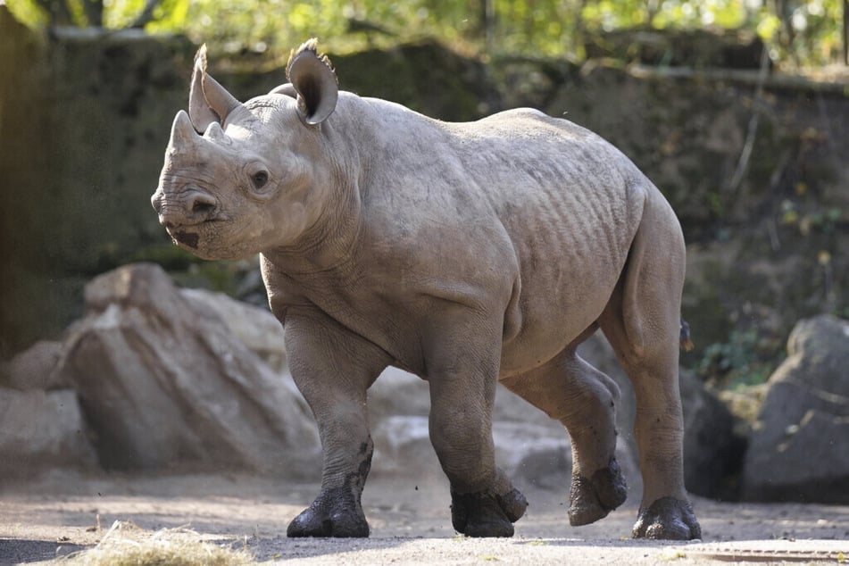 Nashorn-Nachwuchs Malia gehört zu einer vom Aussterben bedrohten Art und ist damit der Stolz des Zoos.