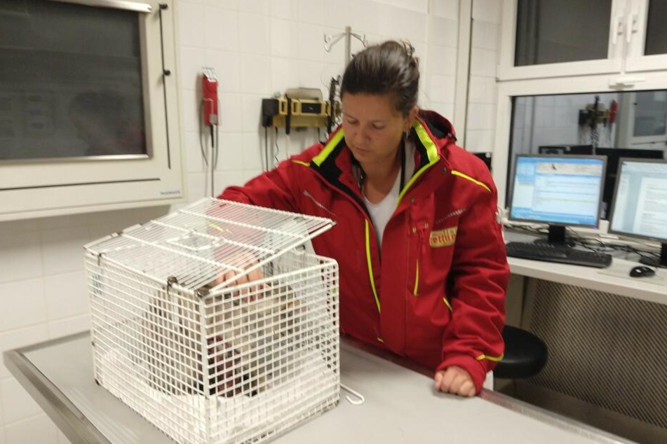 Der verletzte Kater wurde von den Ärzten der Tierrettung München behandelt.