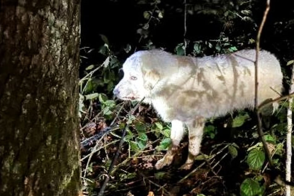 Hund in Wald ausgesetzt! Polizei muss zu Pfeil- und Blasrohr greifen