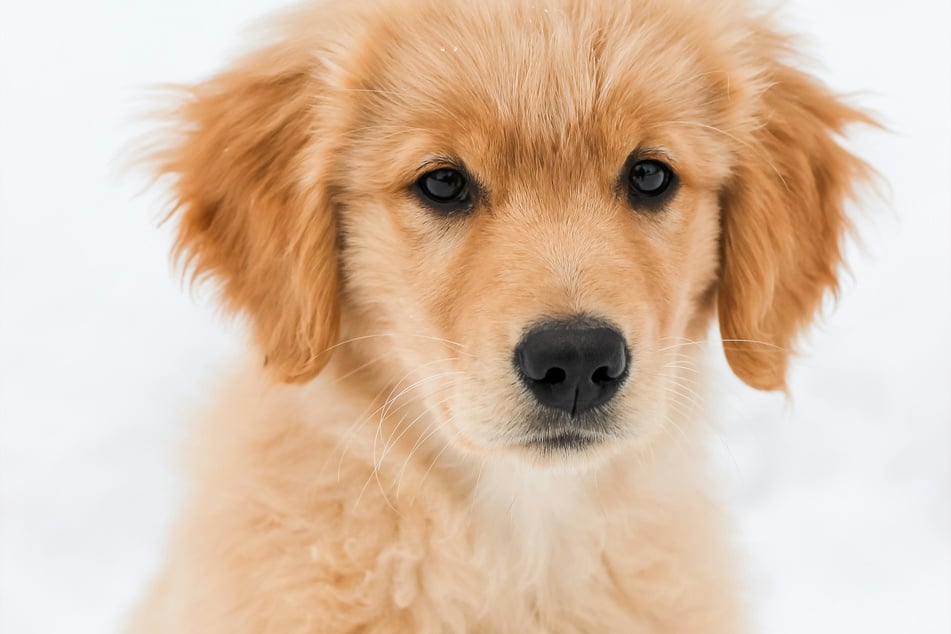 Is there any dog breed better than the golden retriever?