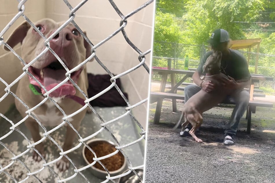 Hund überlebt Unfall, doch Herrchen stirbt: Was dann passiert, geht ans Herz