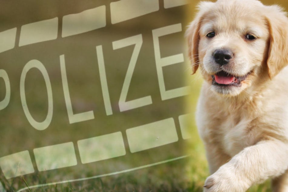 Eine Hundehasser hat eine Frau aufgrund ihres Welpen attackiert (Symbolbild)
