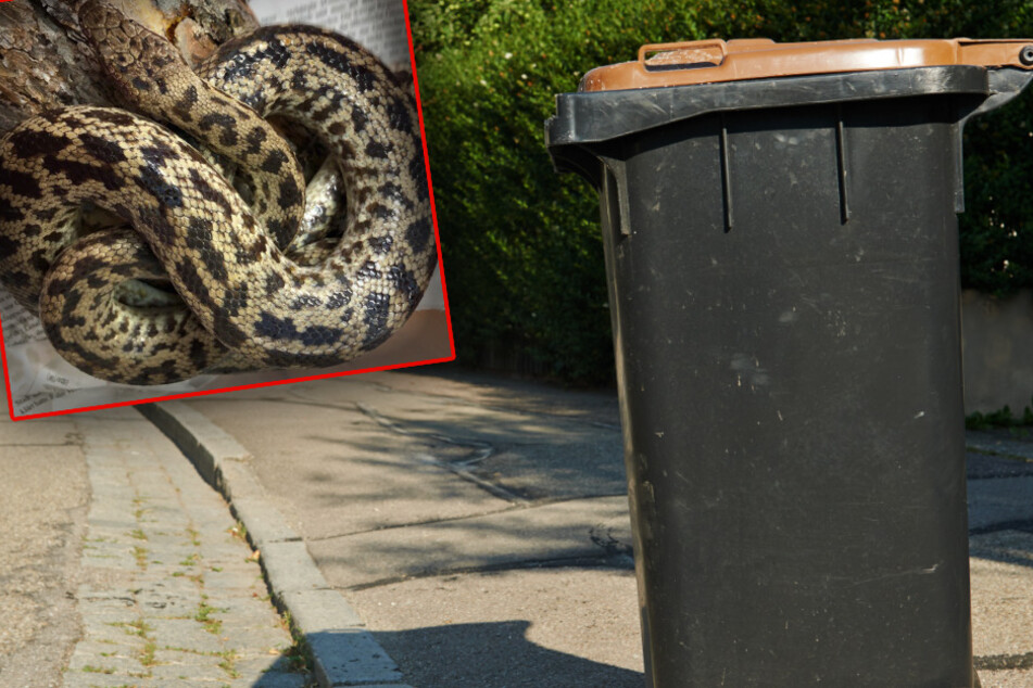 Als die Frau aus Schauenburg (Nordhessen) ihre Mülltonne herausstellen wollte, bemerkte sie das etwa einen Meter lange Reptil.
