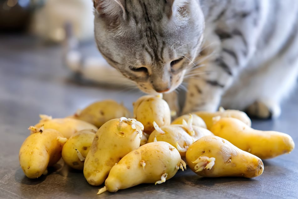 Katzen sollten Kartoffeln nur gekocht und ungewürzt fressen.