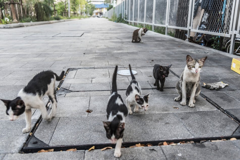 Anton wuchs als Straßenkater auf, ehe er ins Tierheim gebracht wurde. (Symbolbild)