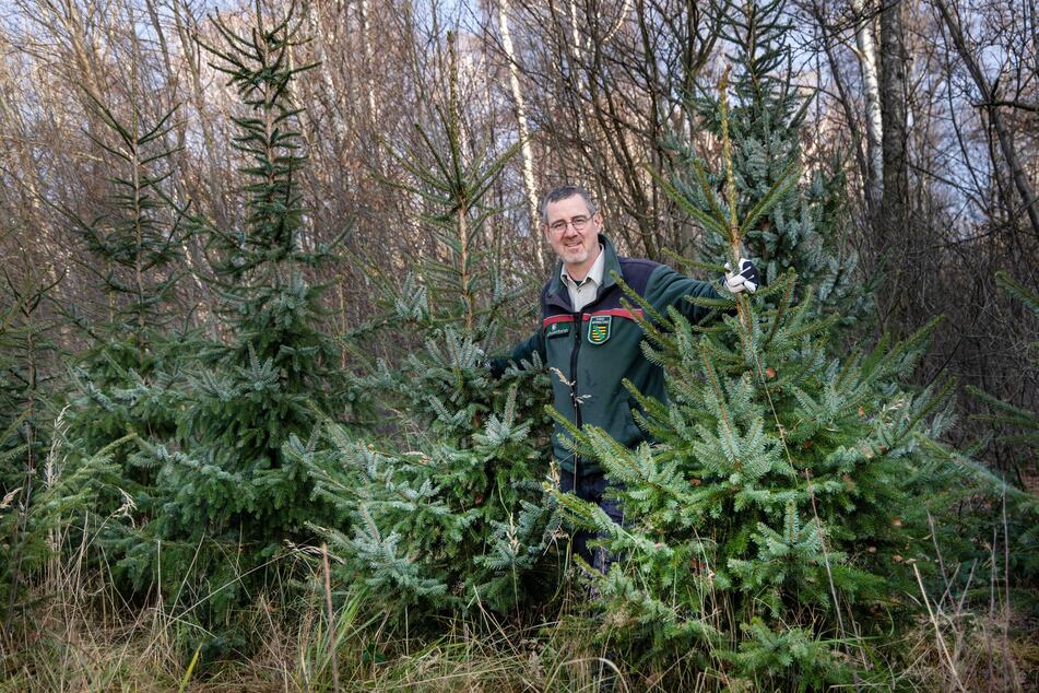 Revierförster Ullrich Göthel (56) zeigt die Serbischen Fichten im Rabensteiner Wald: Hier dürfen Besucher am Wochenende ihren Baum selbst schlagen.