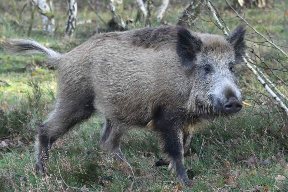 Mehrere Fußgänger stürzten wegen des Wildschweins (Symbolfoto).