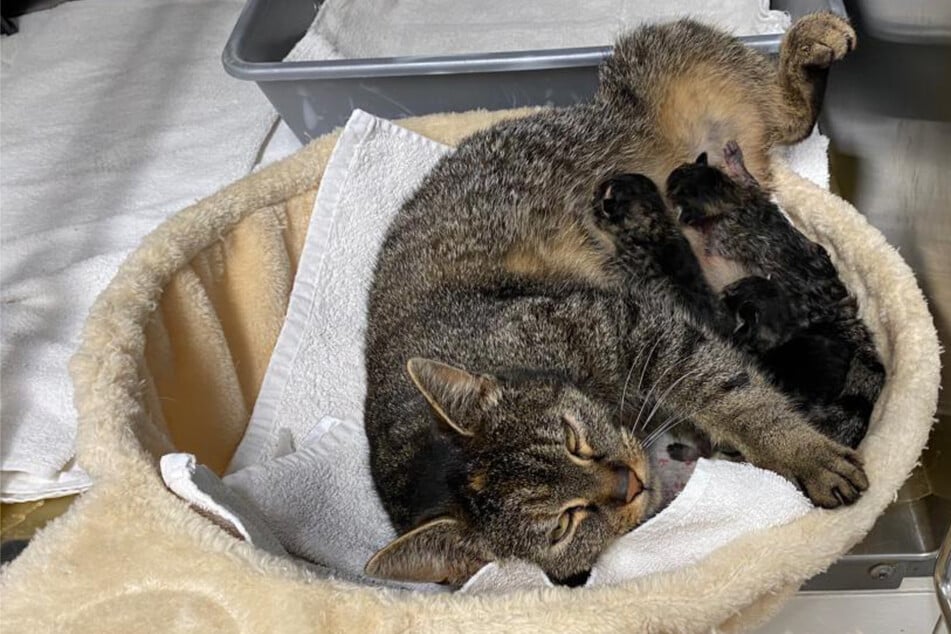 Katze Chloe wurde schwanger in Container entsorgt: So süß ist ihr frisch geborener Nachwuchs