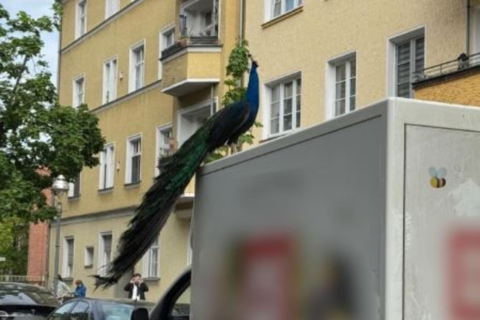 Berlin: Tierischer Einsatz: Pfau kapert Lieferwagen in Spandau
