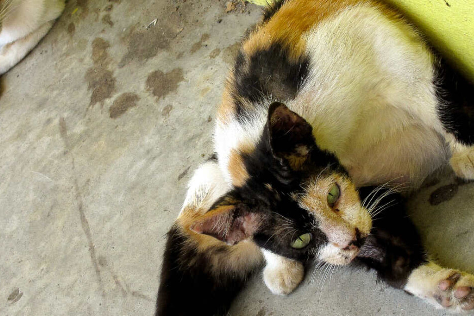 Verwahrloste Katzen waren auch unter den Tieren. (Symbolbild)