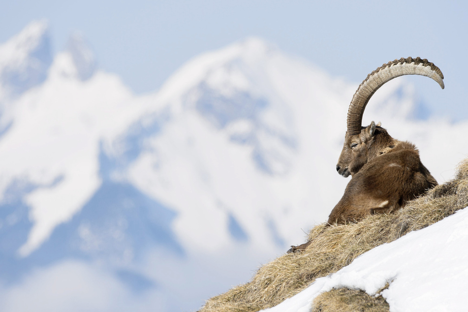 Ein Steinbock sitzt auf einem Felsen auf dem Le Chamossaire in den Schweizer Alpen. Hier gibt es zahlreiche der imposanten Tiere.