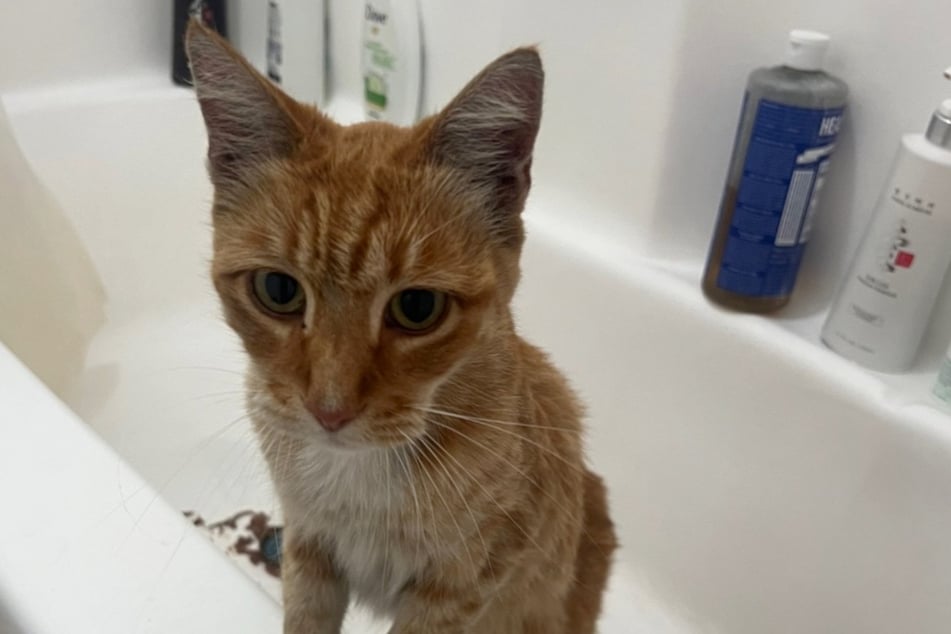 Kocour Mozz může být velmi tvrdohlavý.